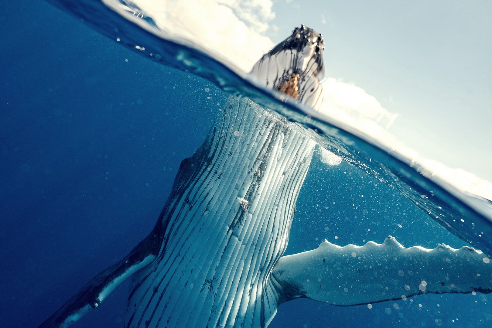 Pacific Whale Foundation, Hervey Bay, Queensland - Lea Rekow